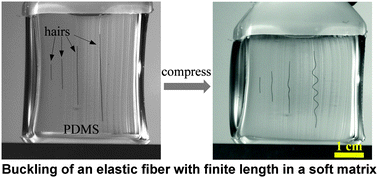 Graphical abstract: Buckling of an elastic fiber with finite length in a soft matrix