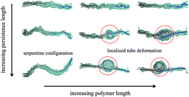 Graphical abstract: Confined semiflexible polymers suppress fluctuations of soft membrane tubes