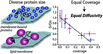 Graphical abstract: The impact of physiological crowding on the diffusivity of membrane bound proteins