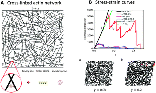 Graphical abstract: Response of biopolymer networks governed by the physical properties of cross-linking molecules