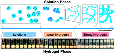 Graphical abstract: Linking micellar structures to hydrogelation for salt-triggered dipeptide gelators
