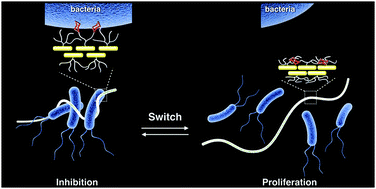Graphical abstract: Switching of carbohydrate nanofibers for regulating cell proliferation