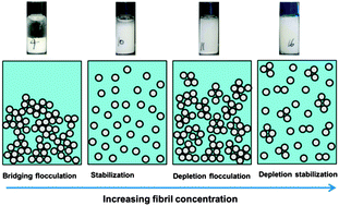 Graphical abstract: Stability of colloidal dispersions in the presence of protein fibrils