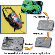 Graphical abstract: Microstructure replication of complex biostructures via poly(ionic liquid)-assisted carbonization