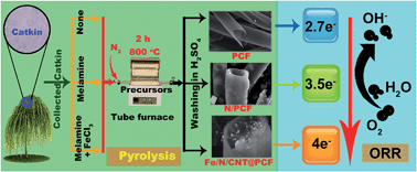 Graphical abstract: Iron and nitrogen co-doped carbon nanotube@hollow carbon fibers derived from plant biomass as efficient catalysts for the oxygen reduction reaction