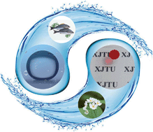 Graphical abstract: Bioinspired transparent underwater superoleophobic and anti-oil surfaces