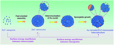 Graphical abstract: In situ synergistic crystallization-induced synthesis of novel Au nanostar-encrusted ZnO mesocrystals with high-quality heterojunctions for high-performance gas sensors