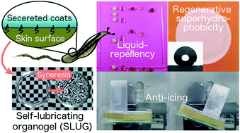 Graphical abstract: Self-lubricating organogels (SLUGs) with exceptional syneresis-induced anti-sticking properties against viscous emulsions and ices
