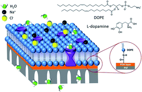 Graphical abstract: Fabrication of an aquaporin-based forward osmosis membrane through covalent bonding of a lipid bilayer to a microporous support