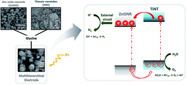 Graphical abstract: Multihierarchical electrodes based on titanate nanotubes and zinc oxide nanorods for photoelectrochemical water splitting