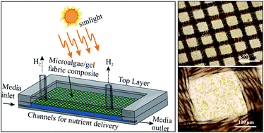 Graphical abstract: Artificial leaf device for hydrogen generation from immobilised C. reinhardtii microalgae