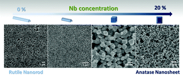 Graphical abstract: Doping-induced structural evolution from rutile to anatase: formation of Nb-doped anatase TiO2 nanosheets with high photocatalytic activity