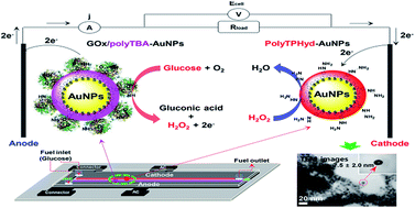 Graphical abstract: Catalytic activity of polymerized self-assembled artificial enzyme nanoparticles: applications to microfluidic channel-glucose biofuel cells and sensors