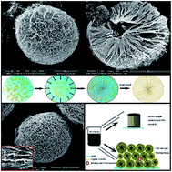 Graphical abstract: Highly adsorptive graphene aerogel microspheres with center-diverging microchannel structures