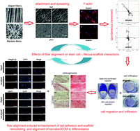 Graphical abstract: Effects of fiber alignment on stem cells–fibrous scaffold interactions