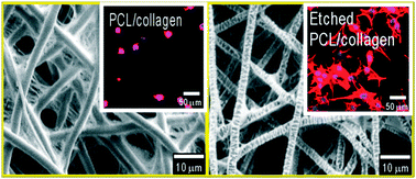 Graphical abstract: Fabrication and characterization of nanoscale-roughened PCL/collagen micro/nanofibers treated with plasma for tissue regeneration