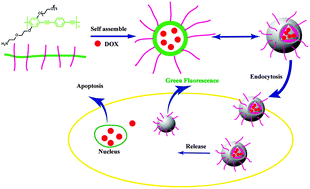 Graphical abstract: Poly(phenyleneethynylene) nanoparticles: preparation, living cell imaging and potential application as drug carriers