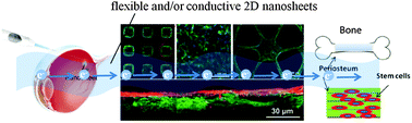 Graphical abstract: Two dimensional nanosheets as conductive, flexible elements in biomaterials