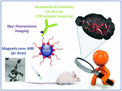 Graphical abstract: Endothelin B receptors targeted by iron oxide nanoparticles functionalized with a specific antibody: toward immunoimaging of brain tumors