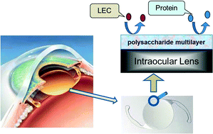 Graphical abstract: Hydrated polysaccharide multilayer as an intraocular lens surface coating for biocompatibility improvements