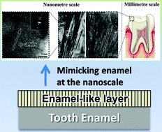 Graphical abstract: Amelogenin and enamel biomimetics