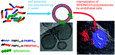 Graphical abstract: Stable polymersomes based on ionic–zwitterionic block copolymers modified with superparamagnetic iron oxide nanoparticles for biomedical applications