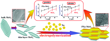 Graphical abstract: Enhanced electropolymerization of poly(xanthurenic acid)–MoS2 film for specific electrocatalytic detection of guanine and adenine