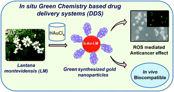 Graphical abstract: A green chemistry approach for the synthesis of gold nanoconjugates that induce the inhibition of cancer cell proliferation through induction of oxidative stress and their in vivo toxicity study