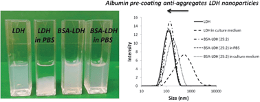 Graphical abstract: Pre-coating layered double hydroxide nanoparticles with albumin to improve colloidal stability and cellular uptake