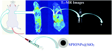 Graphical abstract: Silica-coated super-paramagnetic iron oxide nanoparticles (SPIONPs): a new type contrast agent of T1 magnetic resonance imaging (MRI)