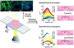 Graphical abstract: Phase angle spectroscopy on transparent conducting polymer electrodes for real-time measurement of epithelial barrier integrity