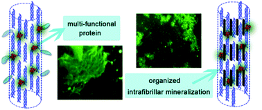 Graphical abstract: Organized intrafibrillar mineralization, directed by a rationally designed multi-functional protein