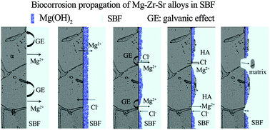 Graphical abstract: Effects of zirconium and strontium on the biocorrosion of Mg–Zr–Sr alloys for biodegradable implant applications