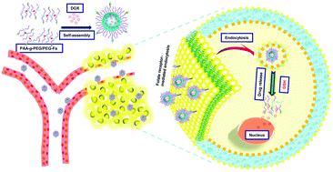 Graphical abstract: DOX-encapsulated intelligent PAA-g-PEG/PEG–Fa polymeric micelles for intensifying antitumor therapeutic effect via active-targeted tumor accumulation