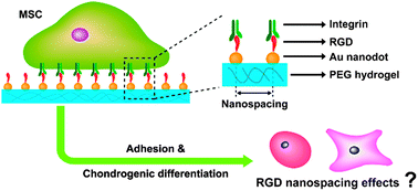 Graphical abstract: Effects of RGD nanospacing on chondrogenic differentiation of mesenchymal stem cells