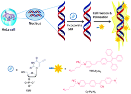 Graphical abstract: Photostable AIE fluorogens for accurate and sensitive detection of S-phase DNA synthesis and cell proliferation