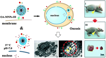 Graphical abstract: Design of magnetic nanoparticles for hepatocellular carcinoma treatment using the control mechanisms of the cell internal nucleus and external membrane