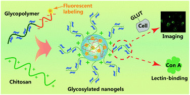 Graphical abstract: Facile preparation of cancer-specific polyelectrolyte nanogels from natural and synthetic sugar polymers