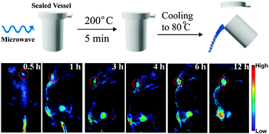 Graphical abstract: Rapid microwave-assisted synthesis of ultra-bright fluorescent carbon dots for live cell staining, cell-specific targeting and in vivo imaging