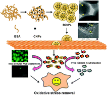 Graphical abstract: Antioxidant nanozyme: a facile synthesis and evaluation of the reactive oxygen species scavenging potential of nanoceria encapsulated albumin nanoparticles