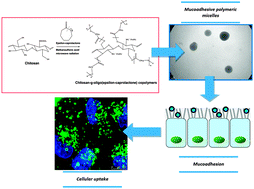 Graphical abstract: Chitosan-g-oligo(epsilon-caprolactone) polymeric micelles: microwave-assisted synthesis and physicochemical and cytocompatibility characterization