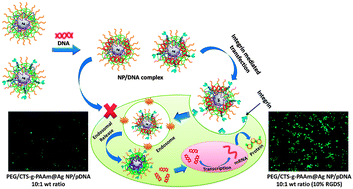 Graphical abstract: Biofunctionalized surface-modified silver nanoparticles for gene delivery