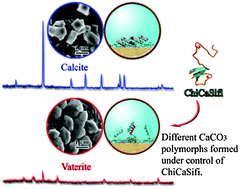 Graphical abstract: A bio-process inspired synthesis of vaterite (CaCO3), directed by a rationally designed multifunctional protein, ChiCaSifi