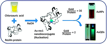 Graphical abstract: A multi-responsive intrinsically disordered protein (IDP)-directed green synthesis of fluorescent gold nanoclusters