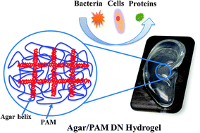 Graphical abstract: Mechanically strong hybrid double network hydrogels with antifouling properties