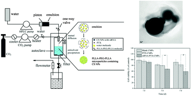Graphical abstract: Preparation and antitumor effect evaluation of composite microparticles co-loaded with siRNA and paclitaxel by a supercritical process