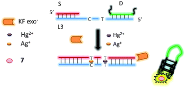 Graphical abstract: G-quadruplex-based logic gates for HgII and AgI ions employing a luminescent iridium(iii) complex and extension of metal-mediated base pairs by polymerase