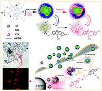 Graphical abstract: Intracellular pH-induced fluorescence used to track nanoparticles in cells