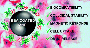 Graphical abstract: BSA-coated magnetic nanoparticles for improved therapeutic properties