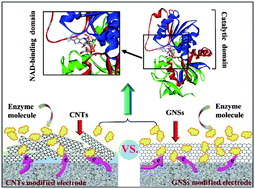 Graphical abstract: Carbon nanostructure modified enzyme-catalyzed biosensor for bio-electrochemical NADH regeneration